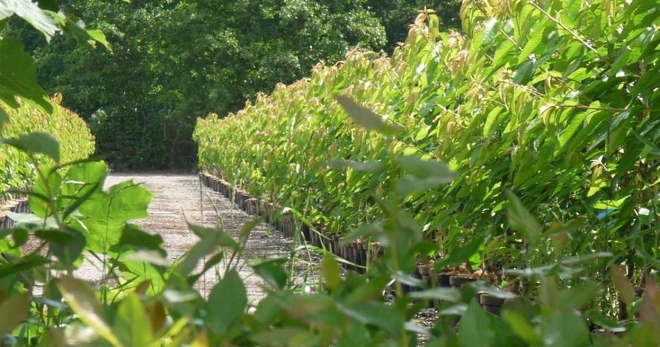 A warm welcome to Blackmoor Nurseries, the UK's leading specialist fruit Nursery.